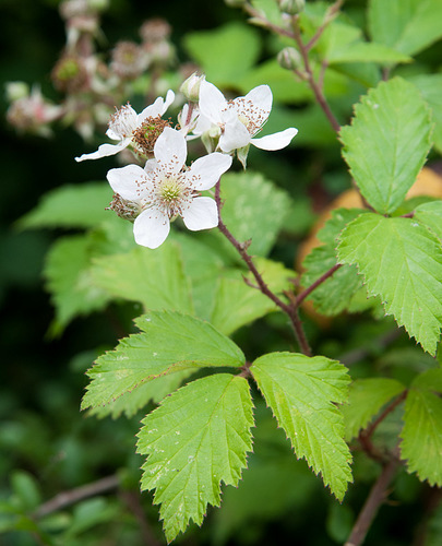 Rubus echinatus