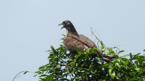 Oriental Honey-buzzard