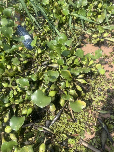 common water hyacinth