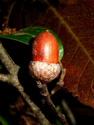 Quercus delgadoana