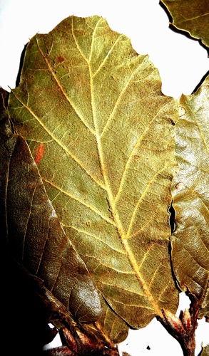 Quercus hirtifolia