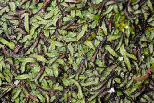 Riccia nigrella