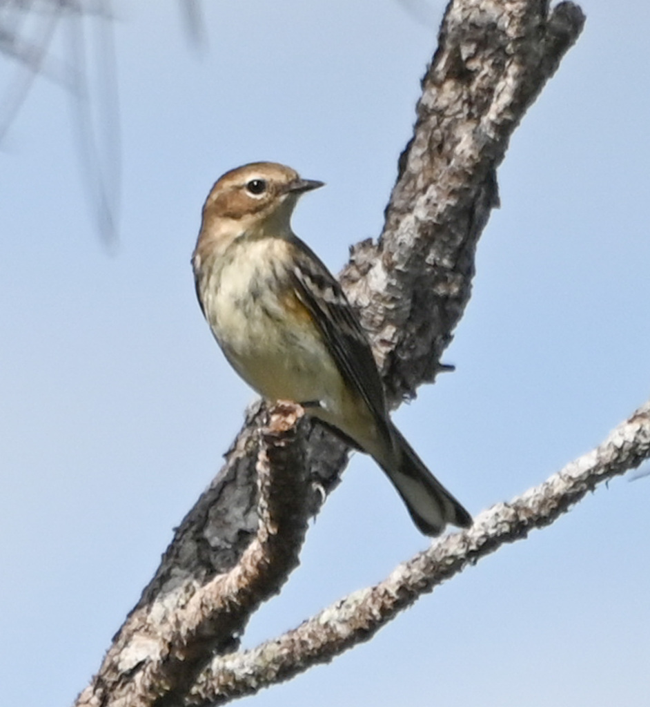Myrtle warbler from miramar fl usa on november 14 2024 at 12 19 pm