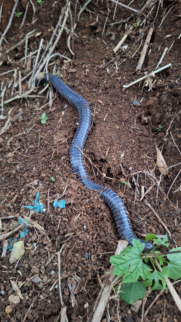 Ringed Caecilian from Bem-Te-VI Amarelo, Bom Jardim - RJ, 28660-000 ...