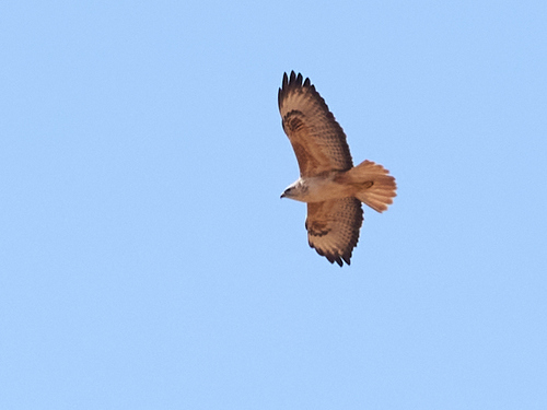 Atlas Long-legged Buzzard
