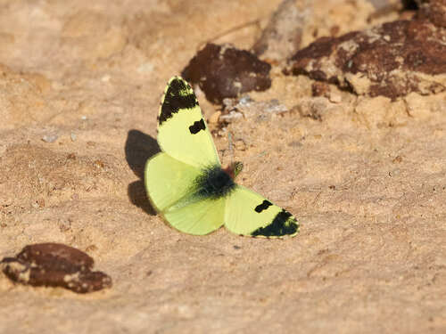 Greenish Black-tip