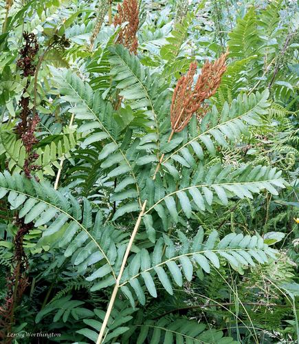 European royal fern