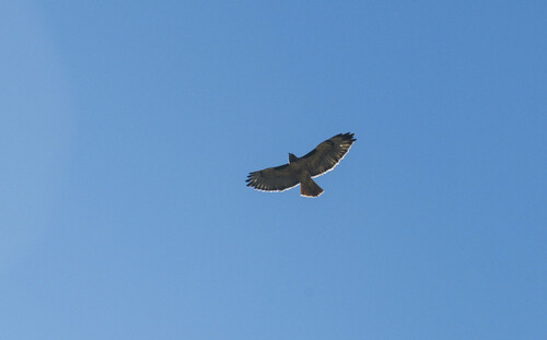 iNaturalist observation photo of Red-tailed Hawk