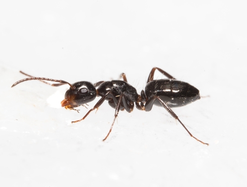 Camponotus vagulusCamponotus vagulus