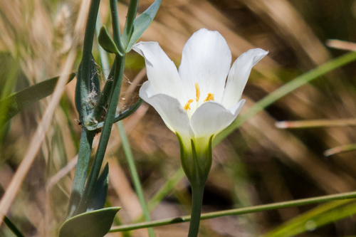 catchfly prairie gentian