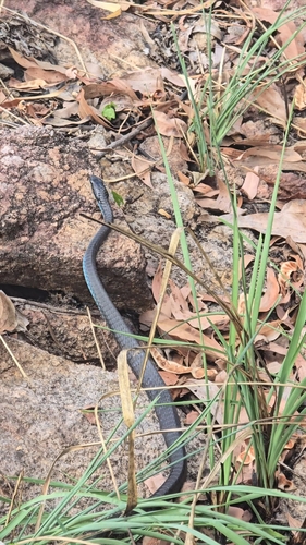 Common Tree Snake sighting