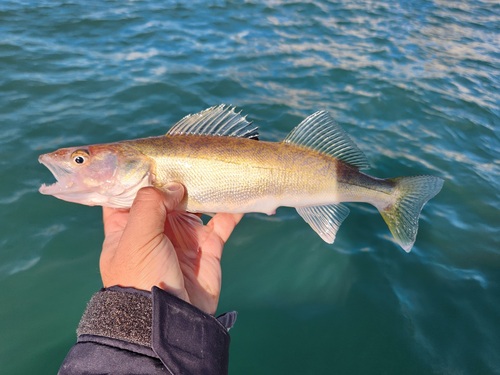 Walleye