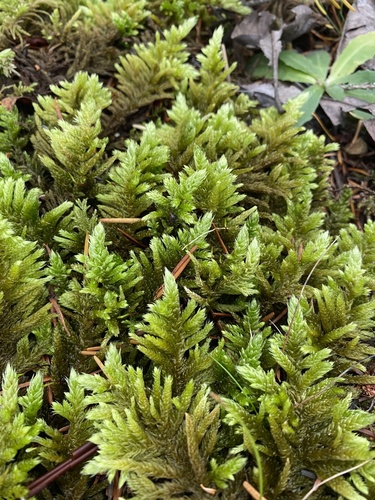 Homalothecium megaptilum