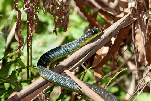 Common Tree Snake sighting