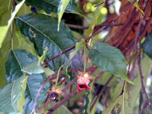 Bellflower Miliusa (Miliusa codonantha)