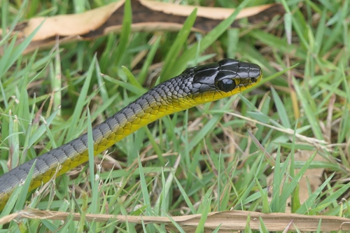 Common Tree Snake sighting