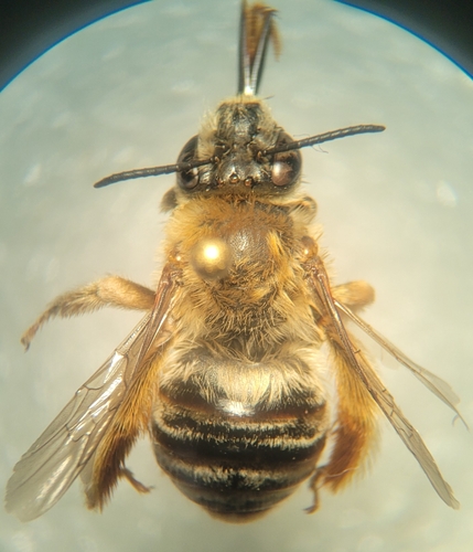 Eucera alternans