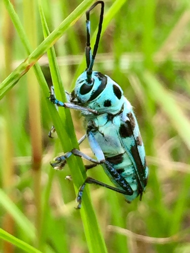Paraglenea swinhoei Bates, 1866