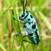 Paraglenea swinhoei - Photo (c) flory0215, כל הזכויות שמורות