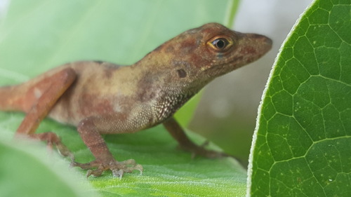 Schiede's Anole