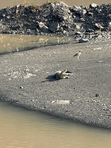Nile Crocodile