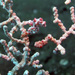 Observation photo