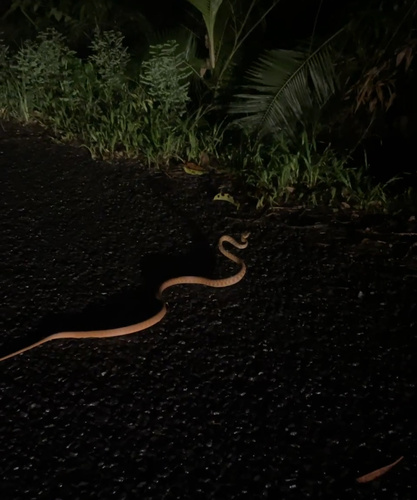 Brown Tree Snake sighting
