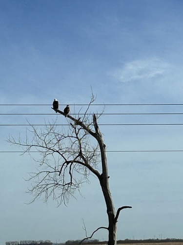 Bald Eagle