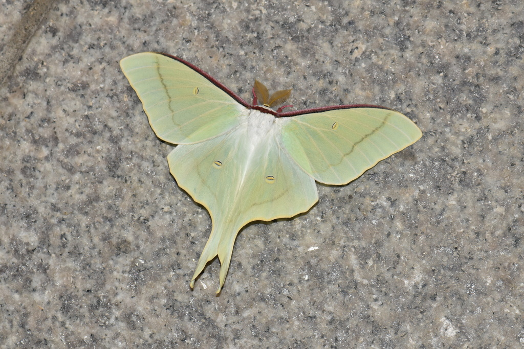 Different Types Of Luna Moths