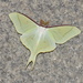 Actias artemis - Photo (c) Wonwoong Kim, all rights reserved, uploaded by Wonwoong Kim