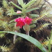 Fernandezia lanceolata - Photo (c) JUAN CARLOS ALMECIGA, all rights reserved, uploaded by JUAN CARLOS ALMECIGA