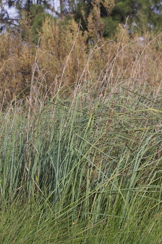 Swamp Sawgrass