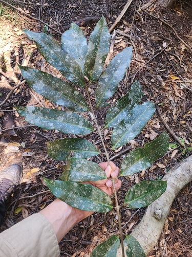 Elemi-tree (Canarium muelleri)