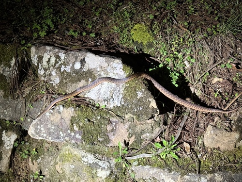 Brown Tree Snake sighting