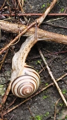 Satsuma batanica