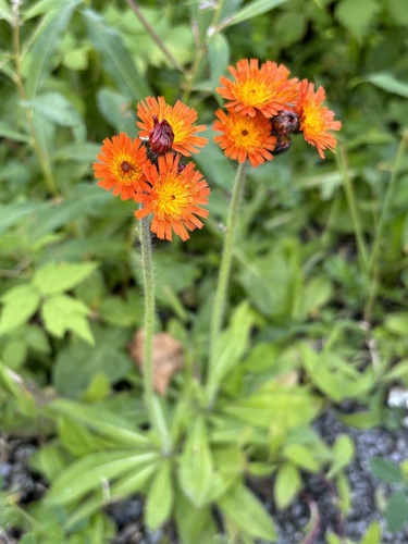 orange hawkweed