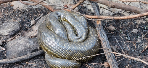 Diamond Python sighting