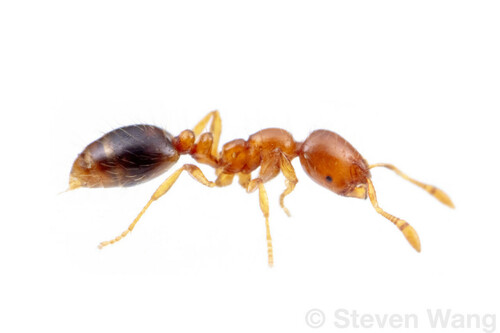Solenopsis bicolor
