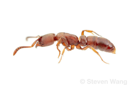 Rasopone pluviselvaRasopone pluviselva