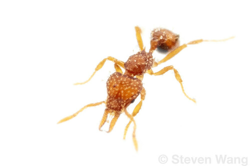 Strumigenys oconitrilloaeStrumigenys oconitrilloae