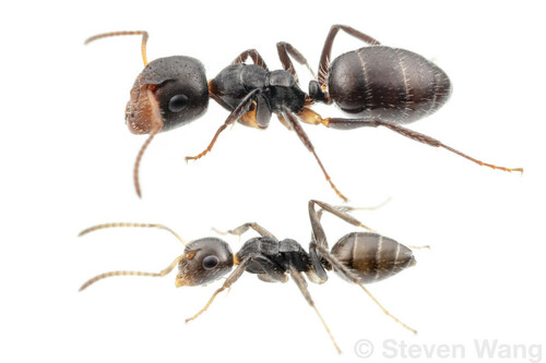 Camponotus striatus