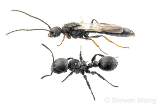 Procryptocerus paleatus