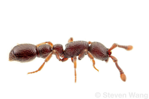 Syscia volucrisSyscia volucris