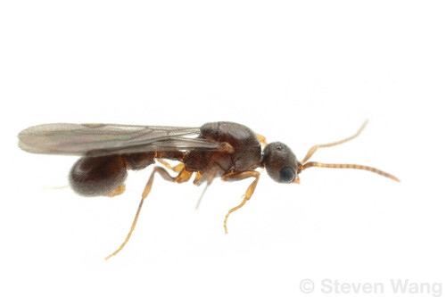 Proceratium micrommatumProceratium micrommatum