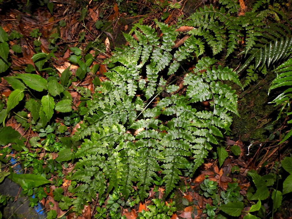 Diplazium squamigerum (Diplazium squamigerum)
