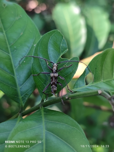 Protomallocera hilairei