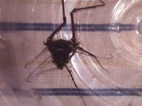Gonyleptes perlatus