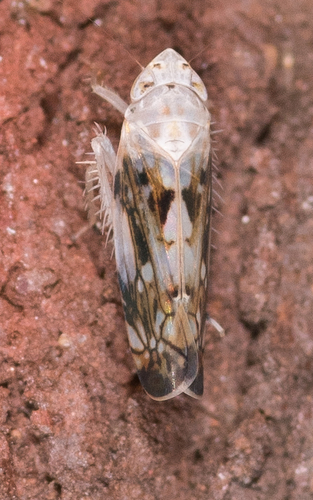 Scaphoideus intricatus Uhler, 1889