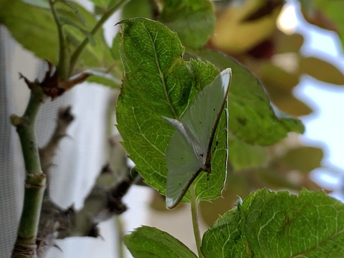 Jasmine Moth