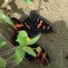 Mimoniades versicolor eupheme - Photo (c) Theresa Bayoud, todos os direitos reservados, uploaded by Theresa Bayoud